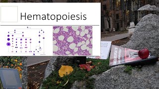 7Hematopoiesis Histology Lecture [upl. by Brebner344]