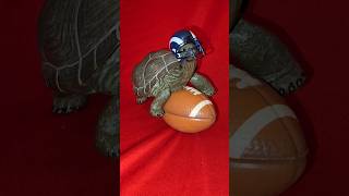 Red Carpet Costume Show 🎃🐢 redcarpet costume turtle halloween halloween2024 shorts ytshorts [upl. by Iggy]