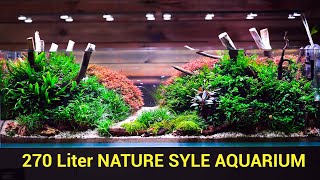 720 Liter Nature Style Aquarium [upl. by Auehsoj]