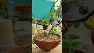 Ficus Rumphii Mini Bonsai [upl. by Orferd]