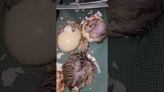 Hatching Ostriches babies ostrich cute attack [upl. by Akinad433]