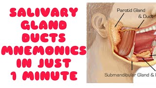 DUCTS OF SALIVARY GLAND  IN 1 MINUTE  MNEMONIC STYLE  🔥🔥 [upl. by Roobbie381]