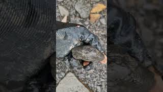 fossilhunting in the rain  jurassic ammonite fossil [upl. by Anaehs662]