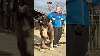 Very big dogs dogdogs pets caucasianshepherd jozodogs bigdog puppy [upl. by Eelegna]