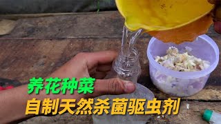 养花种菜天然杀菌驱虫剂怎么制作？只需几个大蒜，好用健康又环保 [upl. by Bentlee]