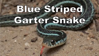 Blue Striped Garter Snake [upl. by Yornek]