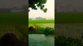 kabhi jo badal barse ytshortsindia youtubeshorts viralvideo shorts arijitsingh [upl. by Tehc]