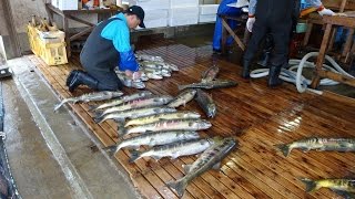 （山形）清流牛渡川の鮭遡上☆水揚げ作業見学！Oncorhynchus keta [upl. by Seadon965]