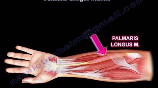 Anatomy Of The Palmaris Longus Muscle  Everything You Need To Know  Dr Nabil Ebraheim [upl. by Jasmina]