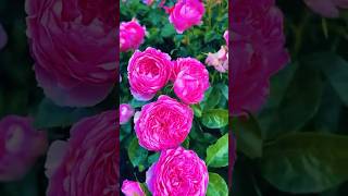 Morning beautiful roses flowers shortrosesgarden pinkroses shorts [upl. by Hrutkay868]