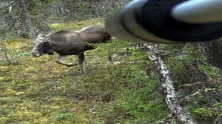 Elgjakt filmet med våpenkamera moosekill filmed with gunmounted camera [upl. by Enyahc258]