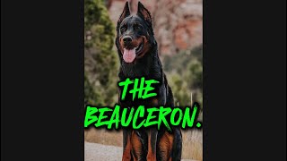 THE BEAUCERON [upl. by Ceciley416]