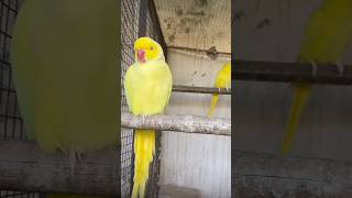 Yellow Ringneck Parrot yellowringneckparrot ringneckparrot youtubeshorts shortvideo [upl. by Tristas]