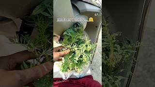 Me to my plants🥰garden flowers shortsvideo nurseryvisit gardeningideas plantsandflowers love [upl. by Philipines]