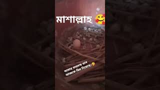 subscribe parrotlet gym parot instagramvideos diamond dove ytsupport ytshort [upl. by Emanuela]