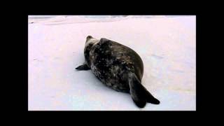 Weddell Seals  Whats That Sound [upl. by Alegnasor]