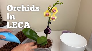 Orchids Repotting to Clay Pebbles  The Green Earth [upl. by Vitale769]