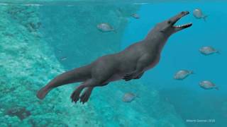 Ancient FourLegged Whale Found in Peru [upl. by Atikaj433]