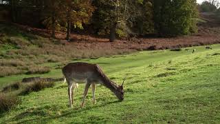 Knole Park Fallow Deer [upl. by Mae]