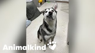 Dog with lopsided grin adopted with act of love  Animalkind goodnews [upl. by Idell]