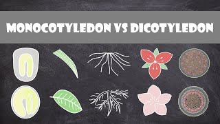 Differences between Monocots and Dicots  Plant Biology [upl. by Annat]