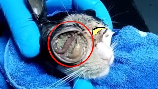 Removing maggots from a poor kitten 1 [upl. by Lipman]