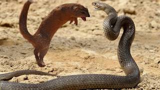 The Most Brutal Fight Cobra vs Mongoose [upl. by Jet]