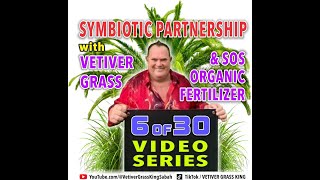 SERIES 6 of 30 VETIVER GRASS SYMBIOTIC RELATIONSHIP with ORGANIC PALM OIL TREES SAVE RM 271024 [upl. by Ethbinium575]