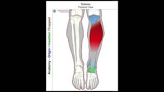 Soleus  Anatomy Perspective [upl. by Lyman]