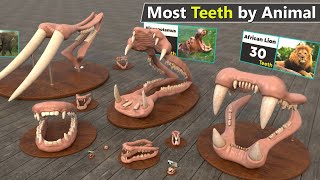 Which Animal has Most the Teeth  Number of teeth by Animal comparison [upl. by Pandora]