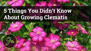 5 Things You Didn’t Know About Growing Clematis  Discover The Secret To Growing Beautiful Vines [upl. by Lorrimor]