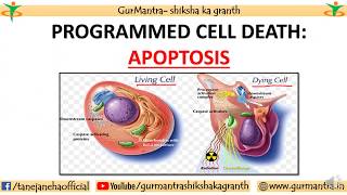 APOPTOSIS  PROGRAMMED CELL DEATH  CELL BIOLOGY [upl. by Centeno]