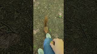 🐿I lured a squirrel onto my kneesquirrelvideos animalsvideo [upl. by Hirai]