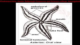 General characters of Asterias and water vascular system [upl. by Aimee]