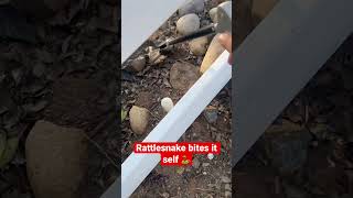 Rattlesnake BITES itself animals snake [upl. by Ilrahc]