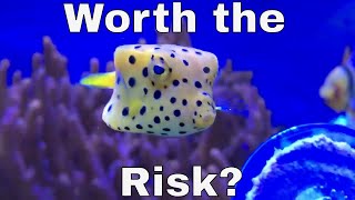 Do you really want a Boxfish Ostracion cubicus [upl. by Celina960]