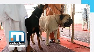 Dog Show At Thrissur Draw Crowds  Mathrubhumi News [upl. by Asenad95]