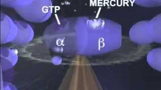 Just How Toxic is Mercury  A Study by University of Calgary [upl. by Krucik564]