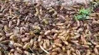 17Year Cicadas in Downers Grove IL [upl. by Oriole]