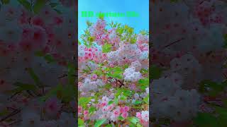 HD nurture life P 11old songs phool kali chand music by nasim biswas childhoodsongs [upl. by Lyman]