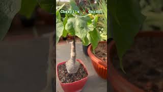 Sterculia Colorata Bonsai Caudex Plant from My 🌵 Collection [upl. by Ransome863]