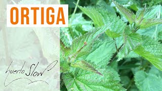 Ortiga Urtica dioica [upl. by Asimaj]