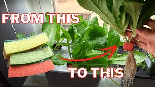 How To Turn Used Sponges Into Hydroponic Foam Cubes  Grow Lettuce [upl. by Sumerlin689]