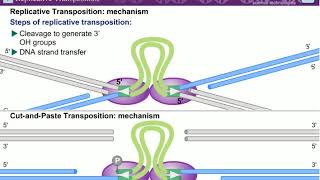 Transposition l Mechanism of Transposition [upl. by Allare387]