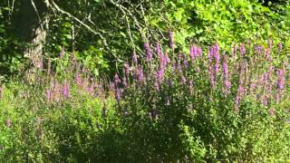 Lythrum Salicaria Purple Loosestrife [upl. by Aiuqcaj]