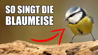 Blaumeise  Vogelstimmen lernen [upl. by Anh]