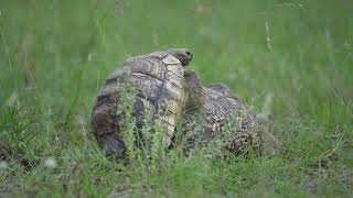 Mating Leopard tortoises [upl. by Leahcimnoj]