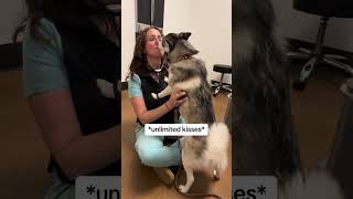 Sapphie the pomsky goes to 6 month cancer check up [upl. by Razaile]