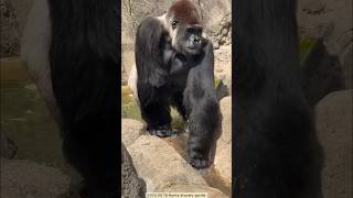 Gorilla🦍お風呂から上がるモンタさん Monta gets out of the bath ゴリラ gorilla [upl. by Egoreg]