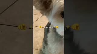 I want food wet food dry food your food [upl. by Leribag]